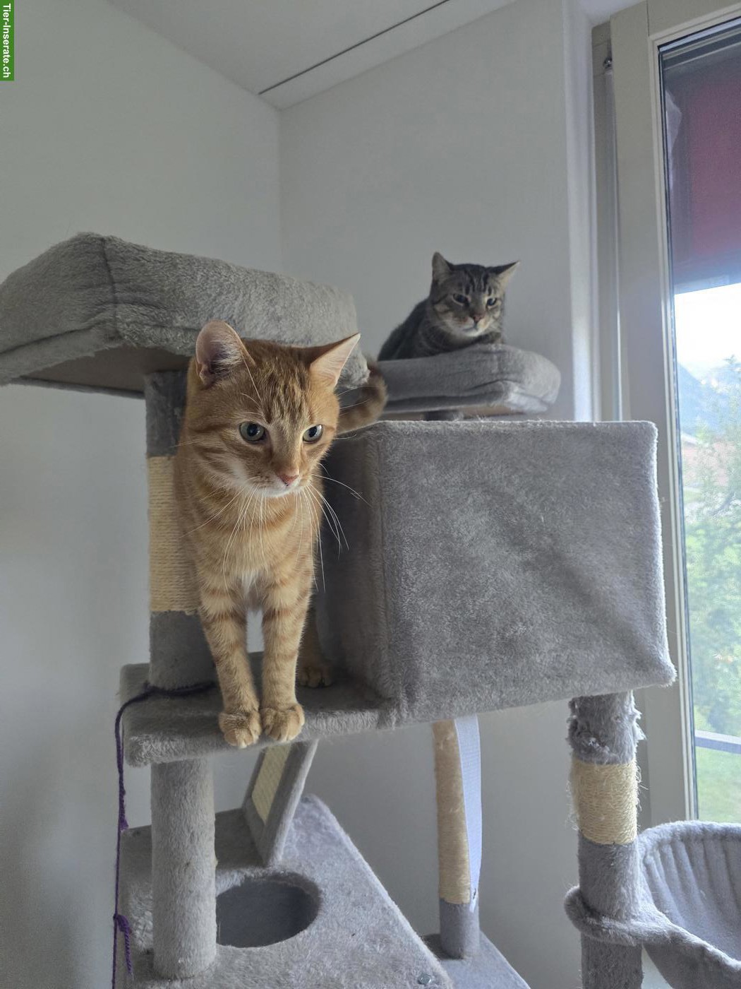 Bild 2: Kater Mucki & Leo suchen ein neues Zuhause