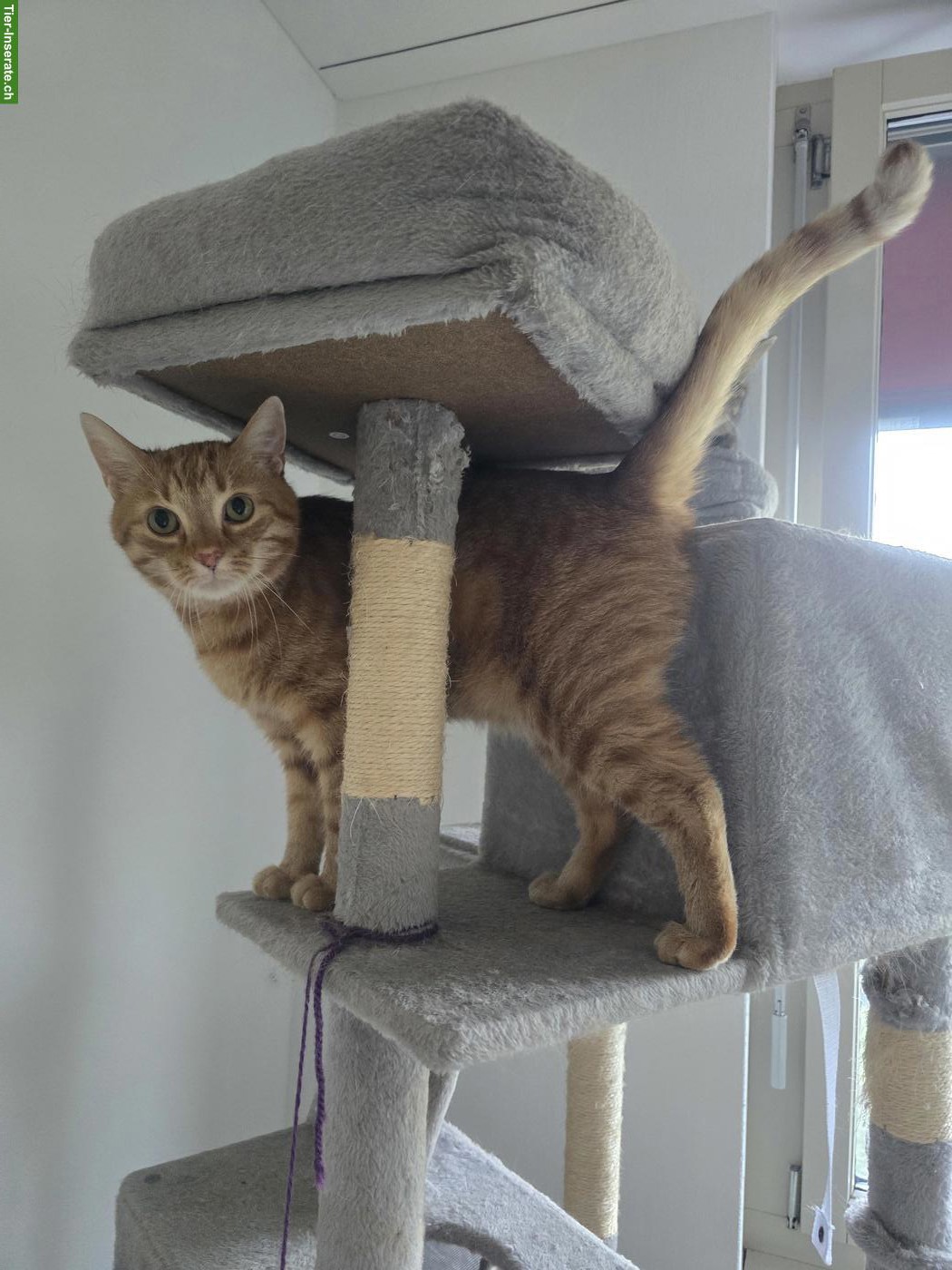 Bild 3: Kater Mucki & Leo suchen ein neues Zuhause