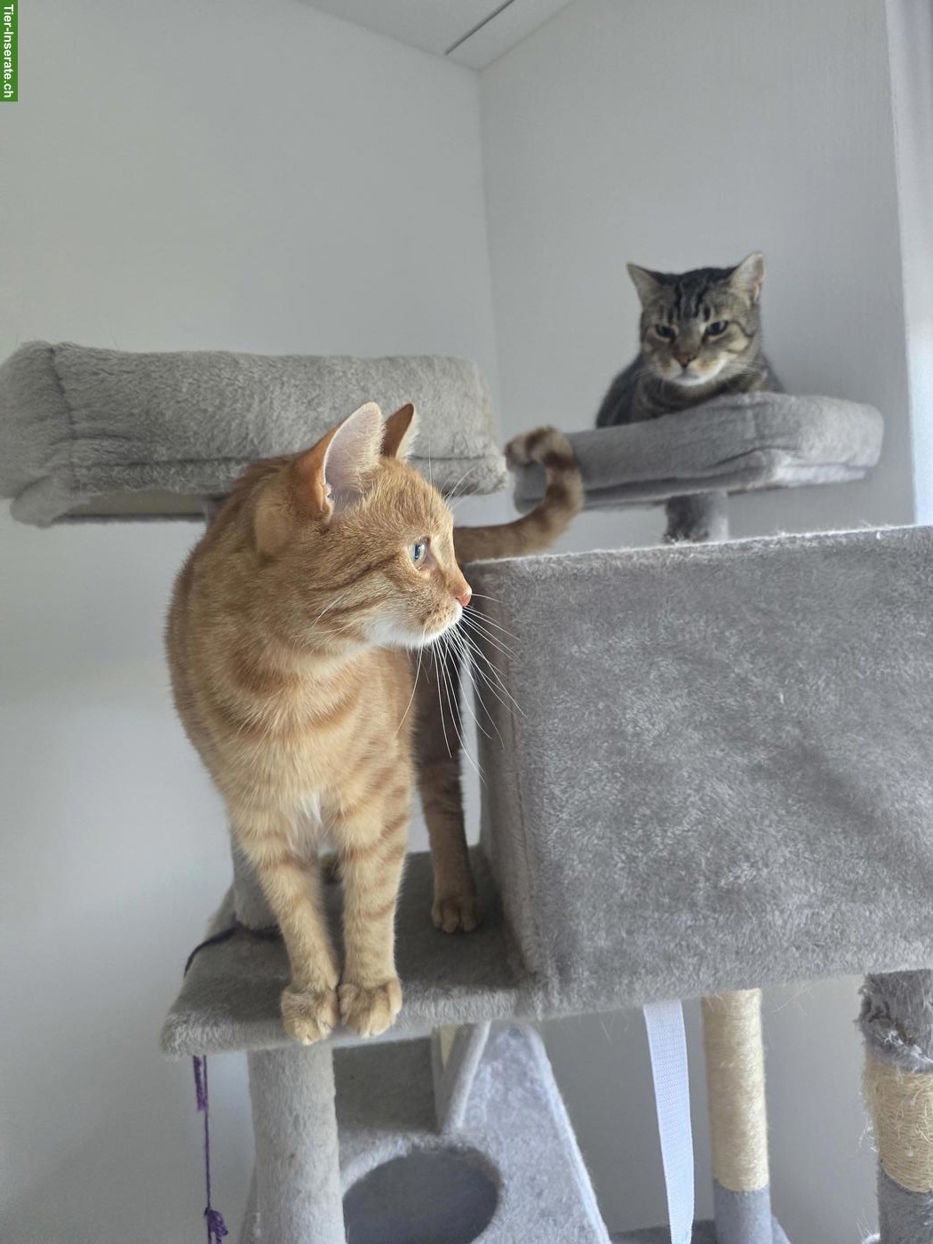 Bild 4: Kater Mucki & Leo suchen ein neues Zuhause