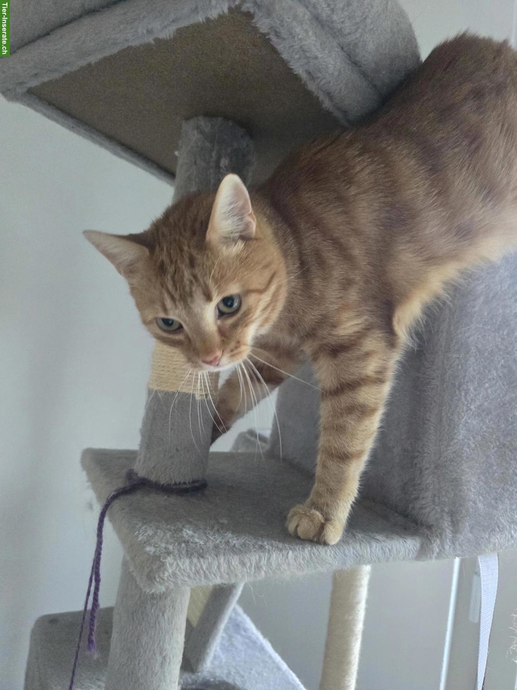 Bild 5: Kater Mucki & Leo suchen ein neues Zuhause