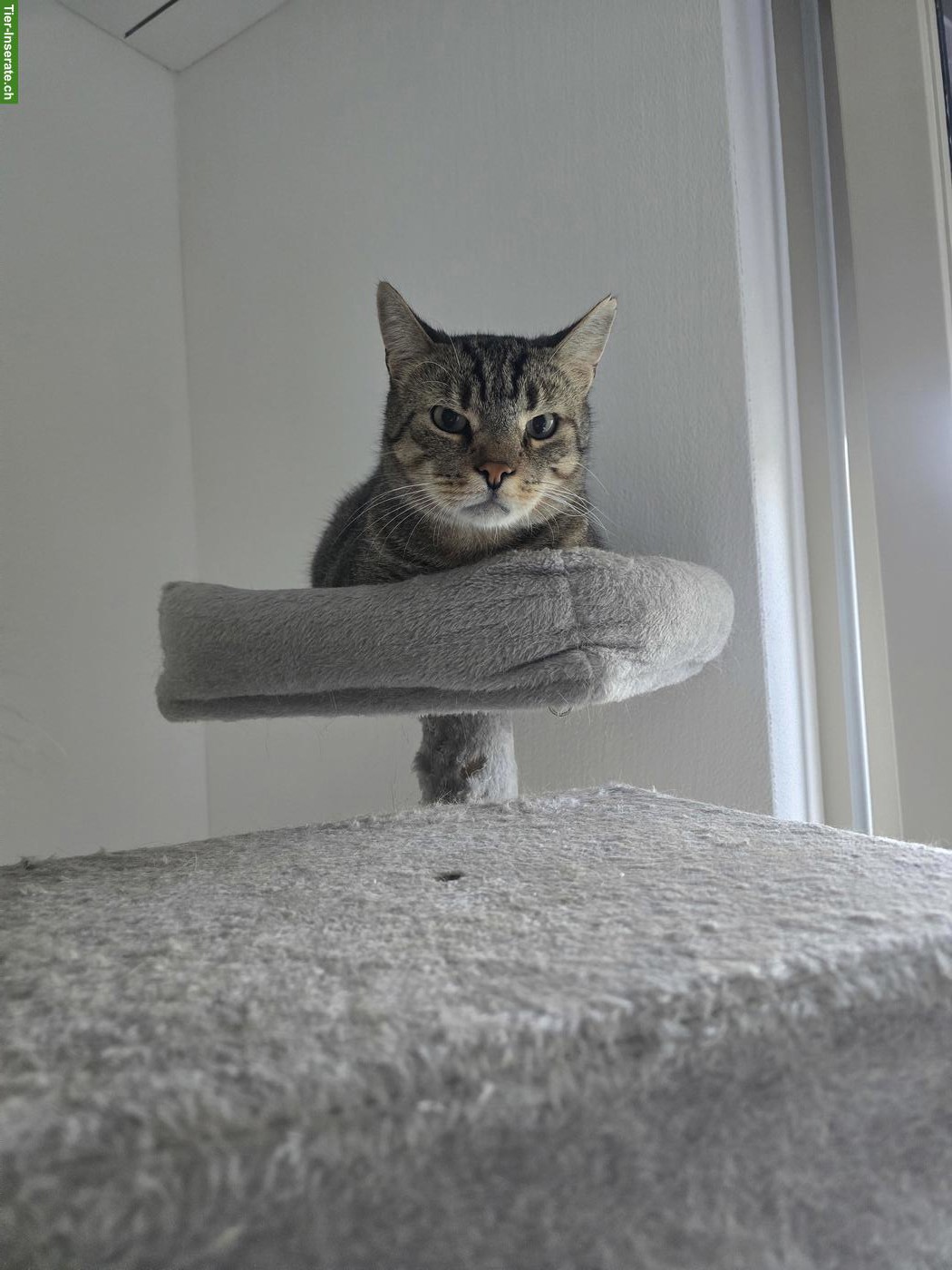 Bild 6: Kater Mucki & Leo suchen ein neues Zuhause