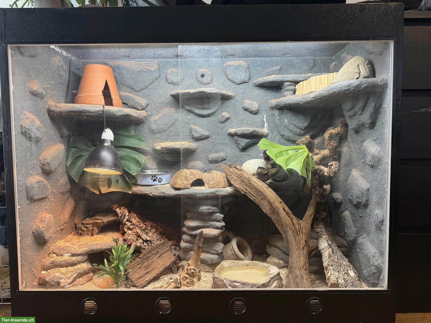 2 Kornnattern inkl. Terrarium
