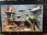 2 Kornnattern inkl. Terrarium