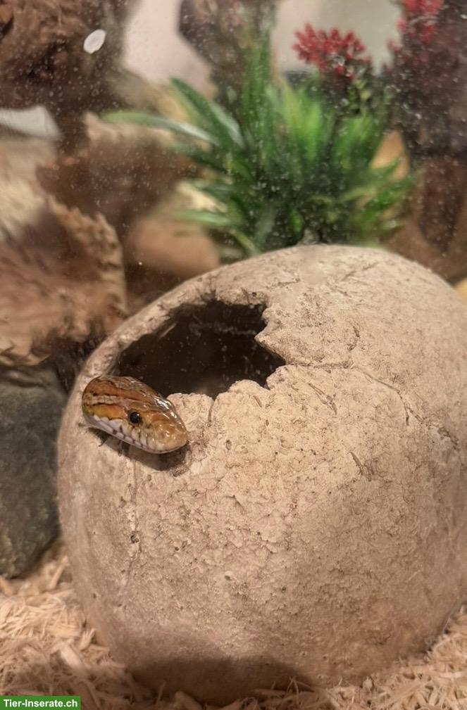 Bild 4: 2 Kornnattern inkl. Terrarium