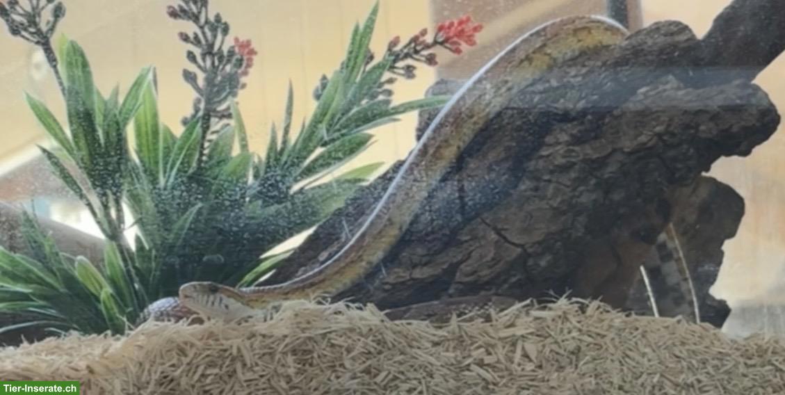 Bild 5: 2 Kornnattern inkl. Terrarium