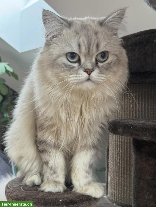 1,5-jähriger BLH Kater, nicht kastriert sucht ein Zuhause