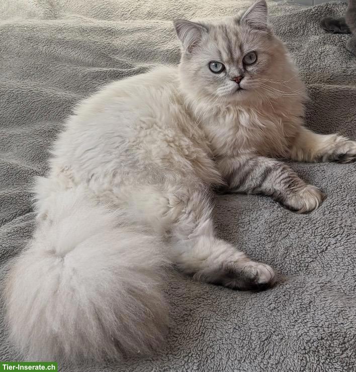 Bild 2: 1,5-jähriger BLH Kater, nicht kastriert sucht ein Zuhause