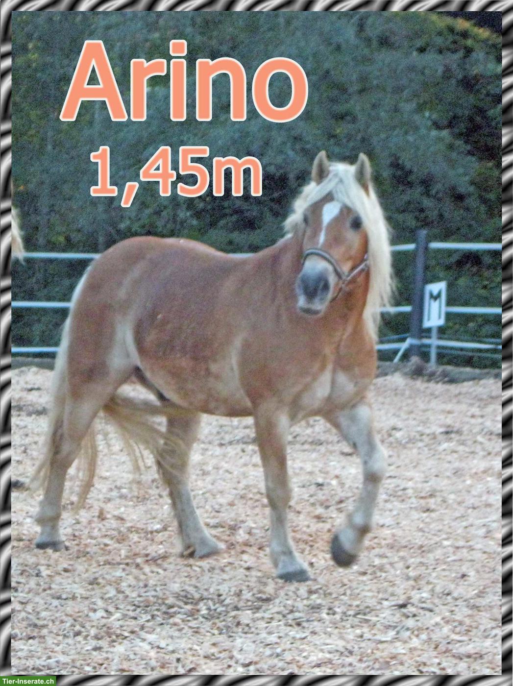 Bild 2: Reitbeteiligung in Root LU