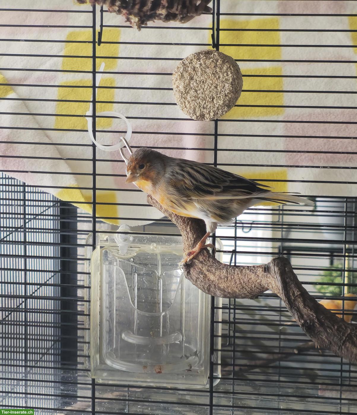 Kanarienvogel Männchen abzugeben