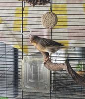 Kanarienvogel Männchen abzugeben