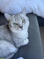 BKH Deckkater, Deckservice für Hauskatzen