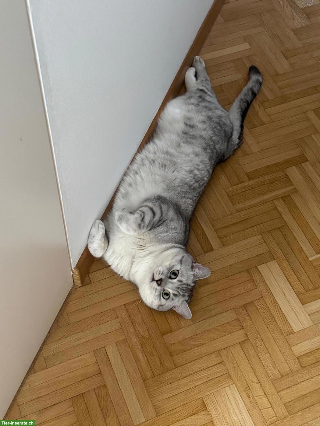 Bild 2: BKH Deckkater, Deckservice für Hauskatzen