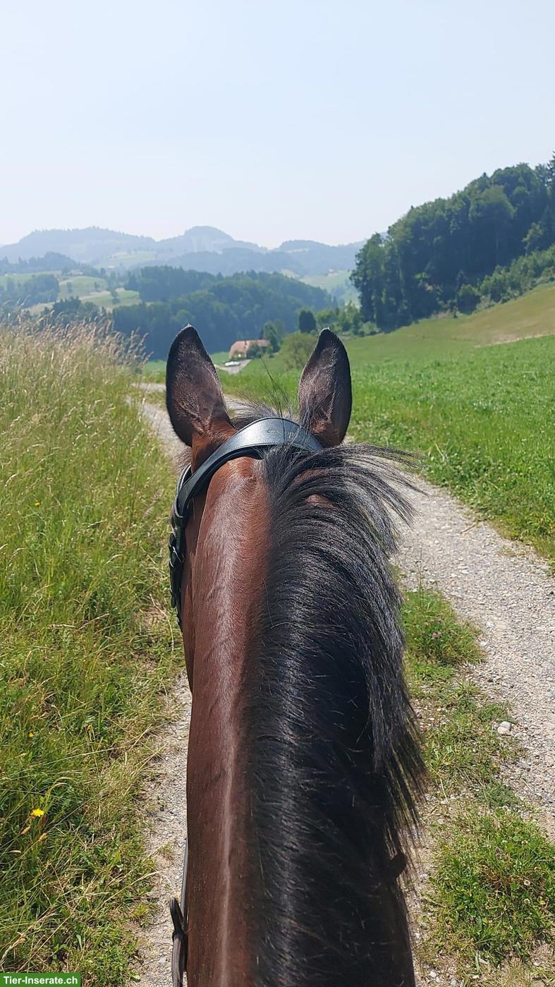 Bild 3: Reitbeteiligung für liebevolle 18-jährige Stute in Schwarzenburg FR