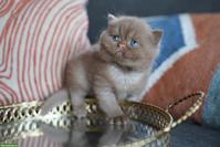 Wunderschöne BKH Kitten mit Stammbaum