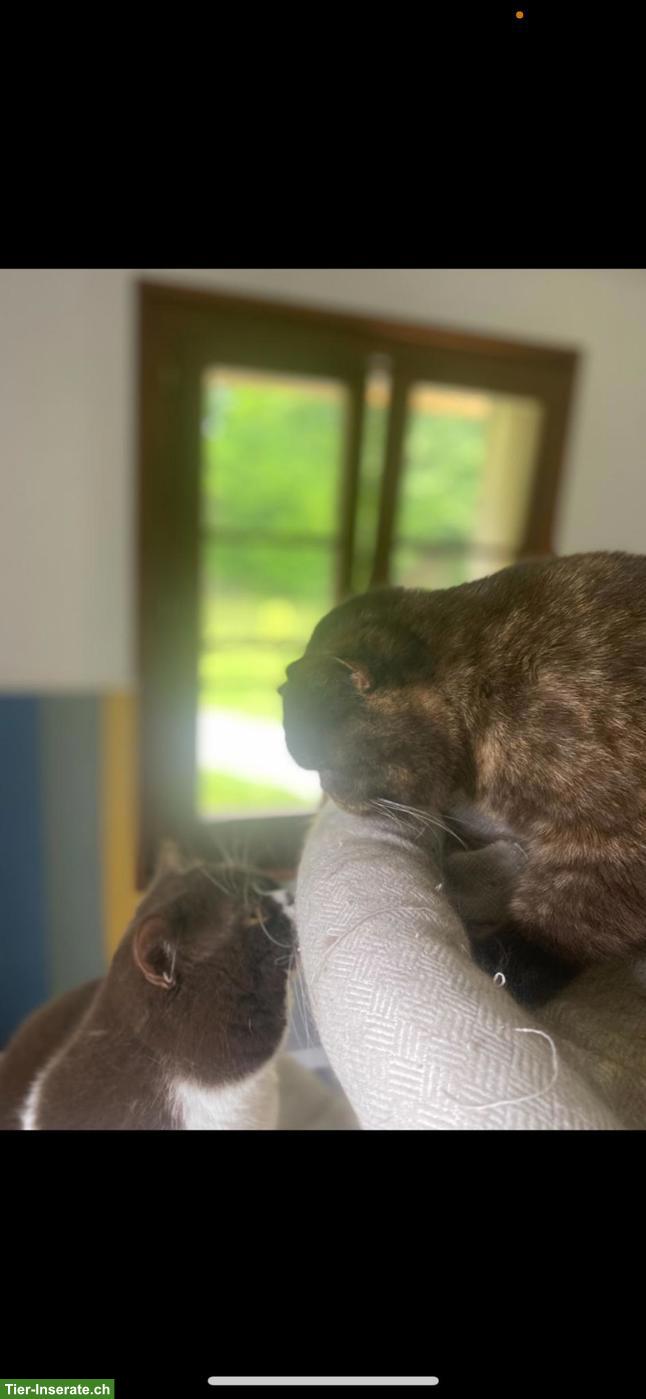 Bild 10: Wunderschöne BKH Kitten mit Stammbaum