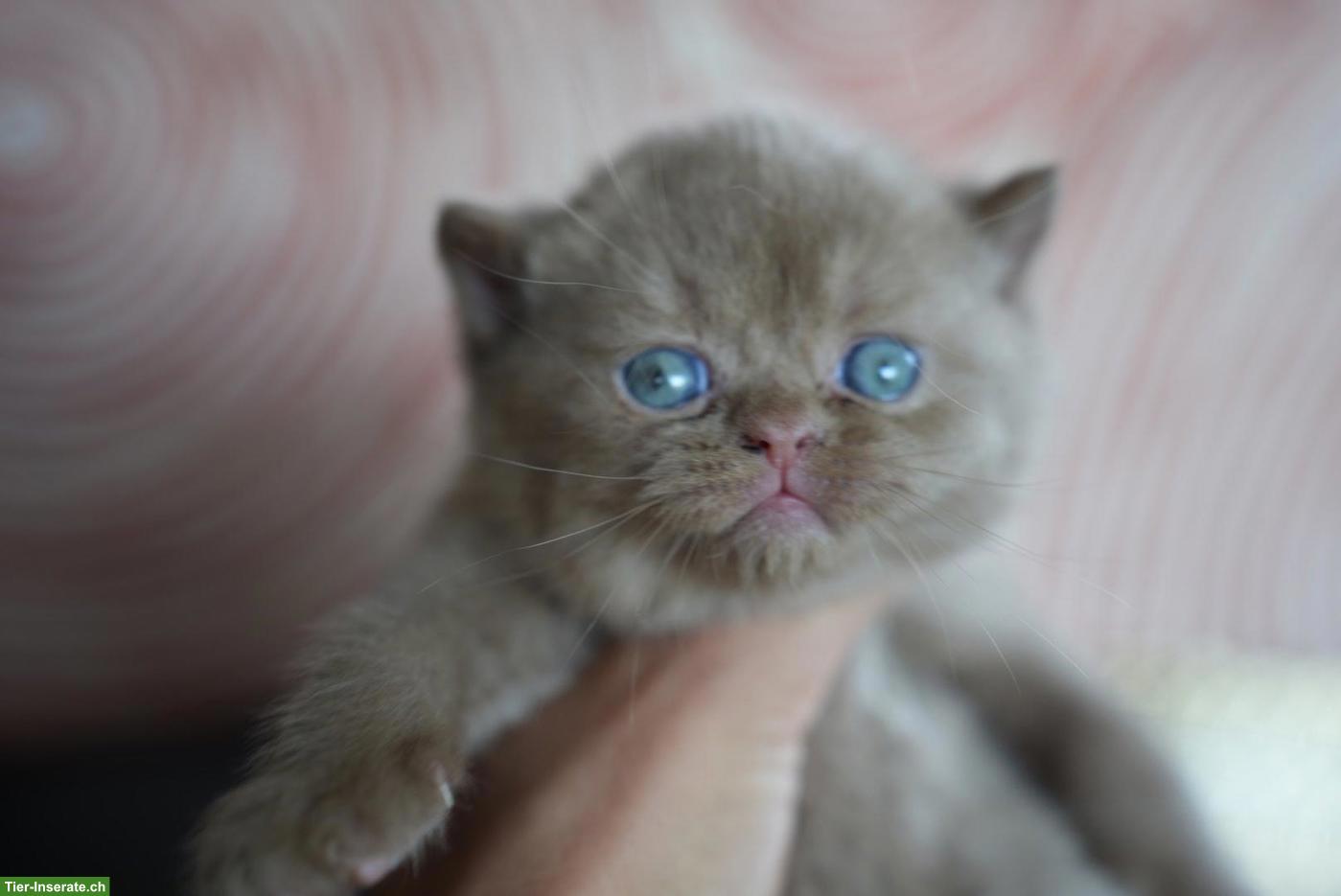 Bild 2: Wunderschöne BKH Kitten mit Stammbaum