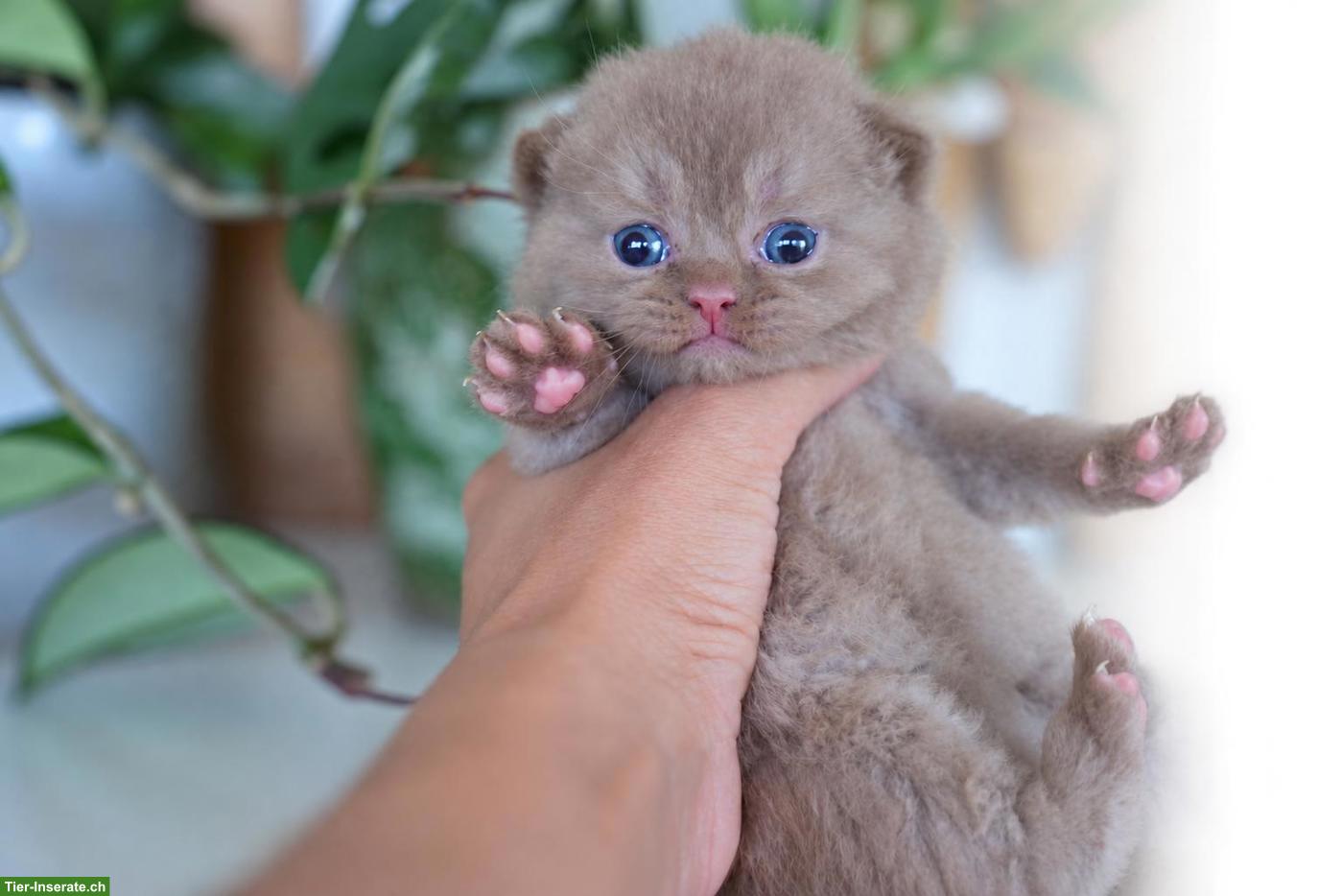 Bild 3: Wunderschöne BKH Kitten mit Stammbaum