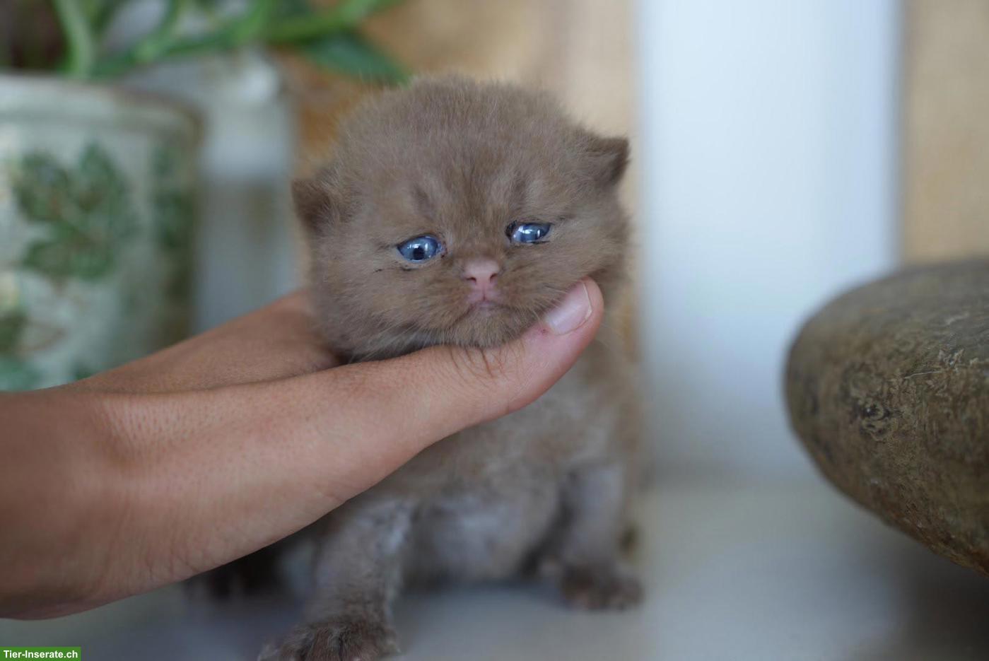 Bild 4: Wunderschöne BKH Kitten mit Stammbaum