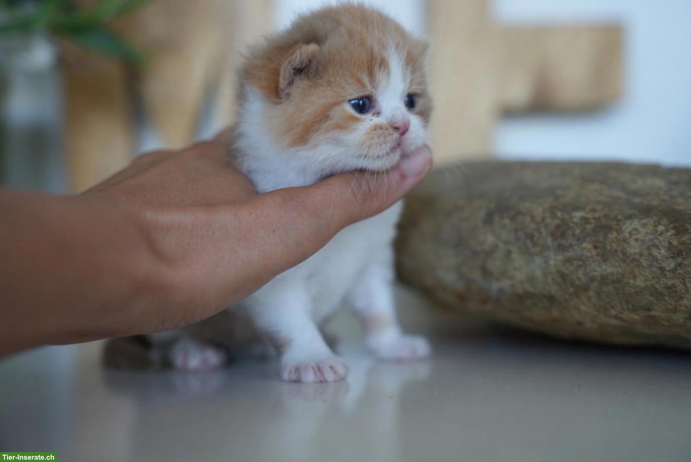 Bild 5: Wunderschöne BKH Kitten mit Stammbaum