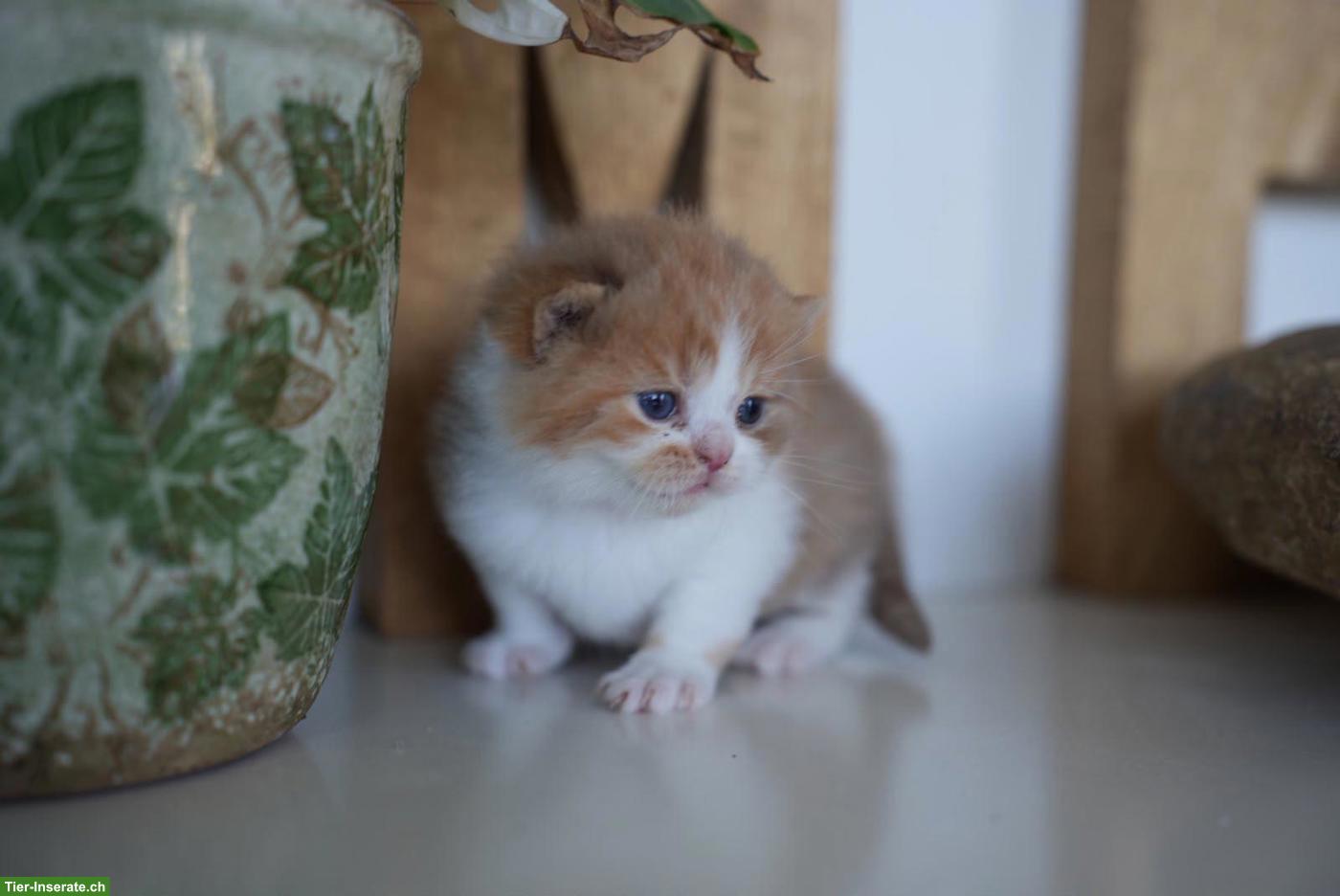Bild 6: Wunderschöne BKH Kitten mit Stammbaum