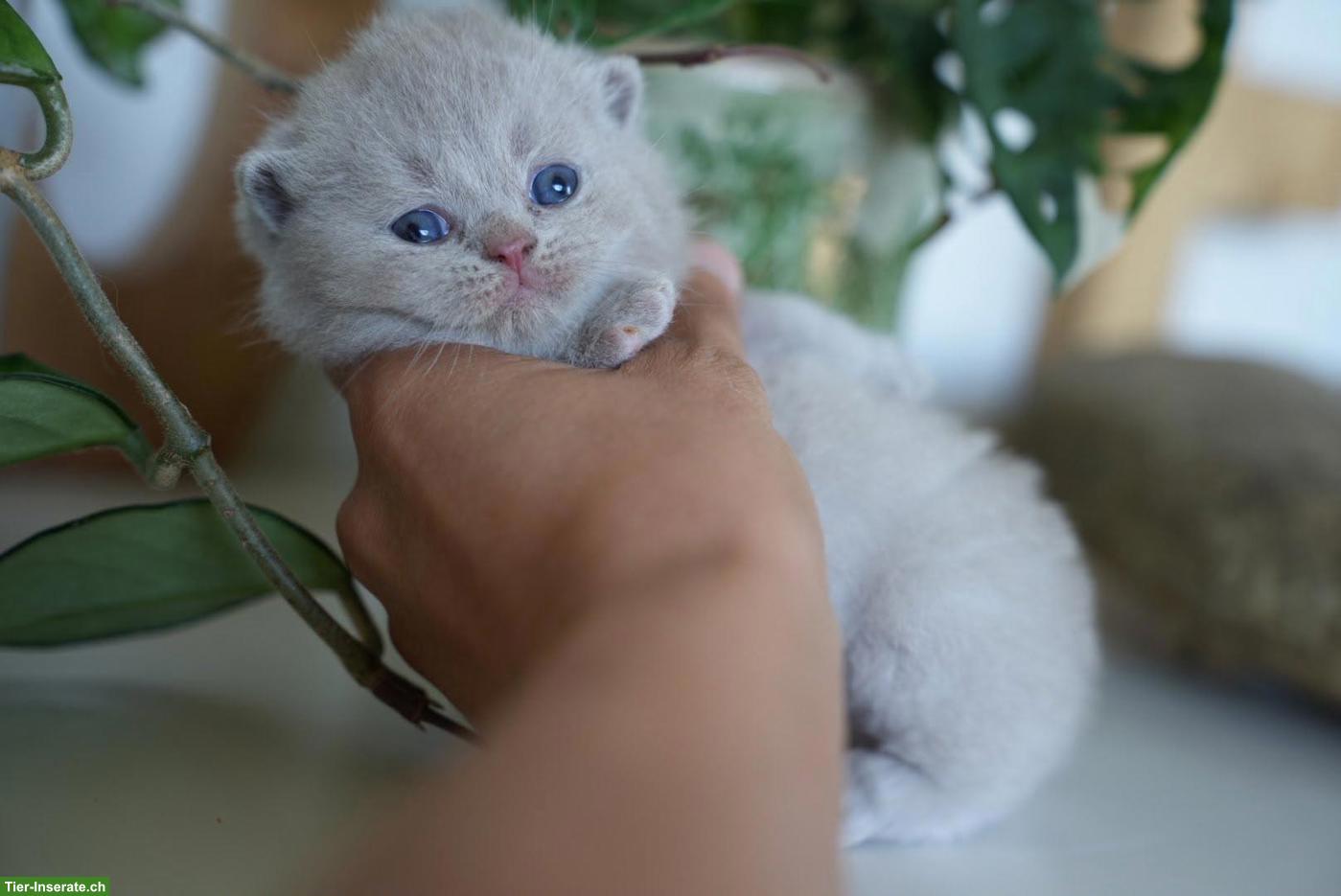 Bild 7: Wunderschöne BKH Kitten mit Stammbaum