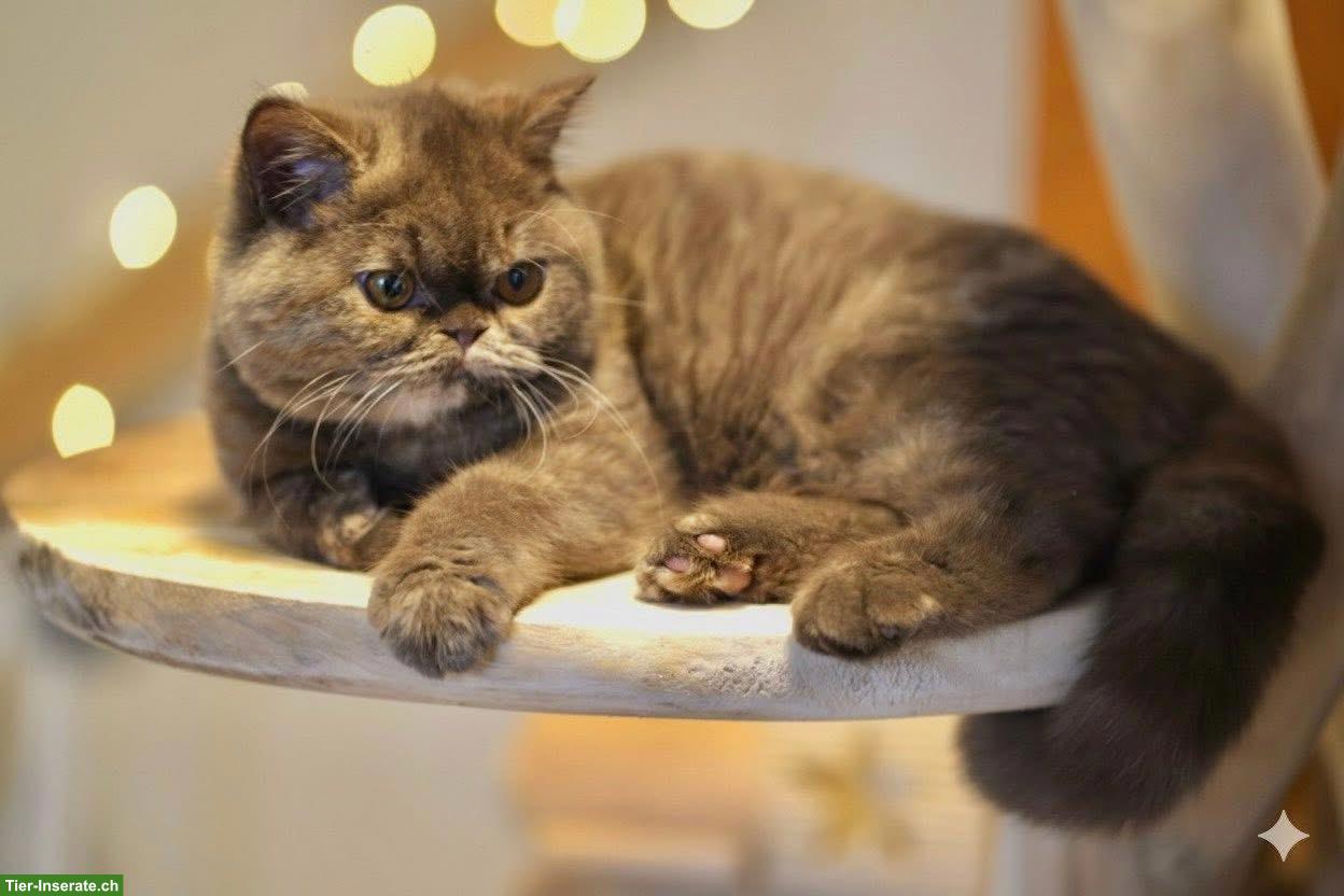Bild 8: Wunderschöne BKH Kitten mit Stammbaum