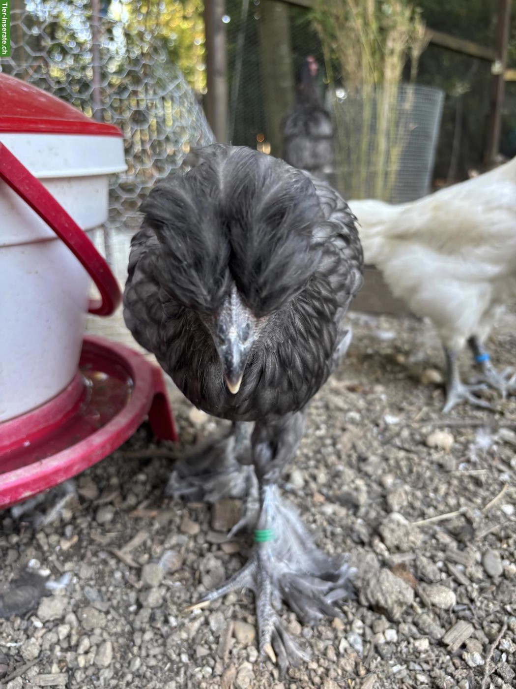 Bild 2: Zutraulicher Brahma-Mix Hahn mit Henne abzugeben
