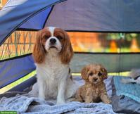 Wunderschöne Cavalier King Charles Spaniel Hündin