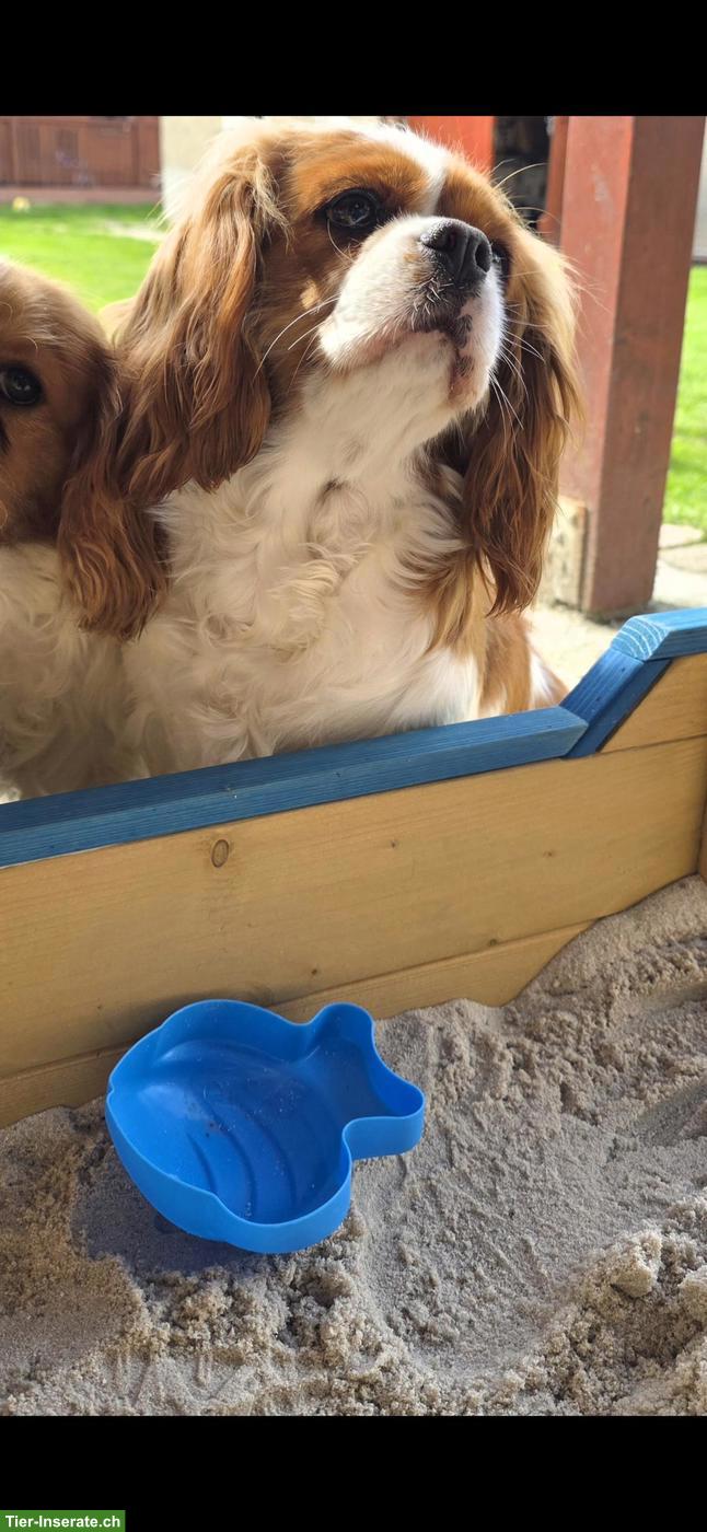 Bild 2: Wunderschöne Cavalier King Charles Spaniel Hündin