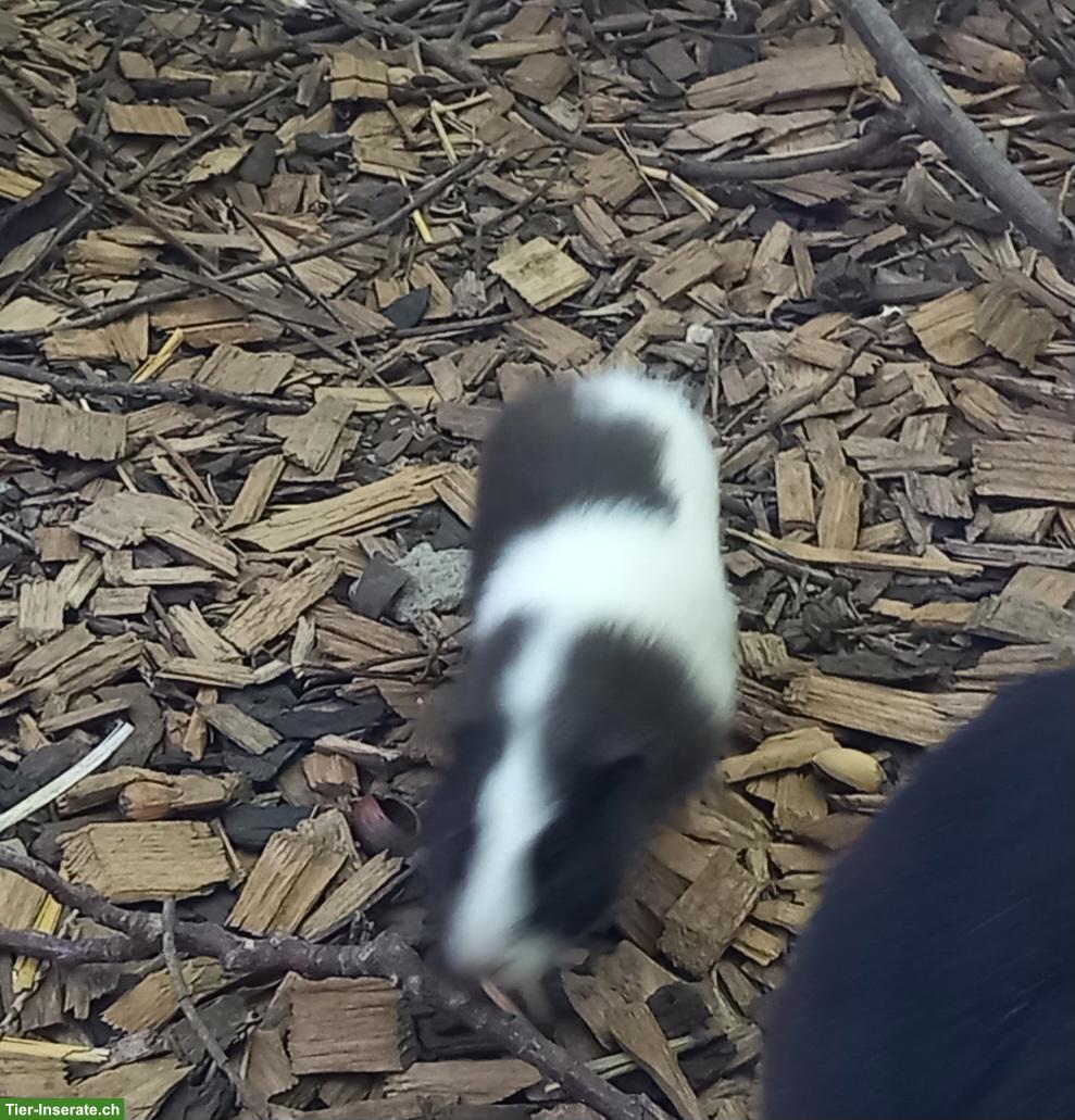 Junge Meerschweinchen Männchen