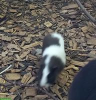 Junge Meerschweinchen Männchen