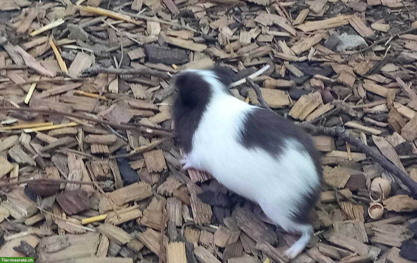 Bild 2: Junge Meerschweinchen Männchen