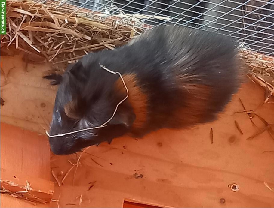 Bild 3: Junge Meerschweinchen Männchen