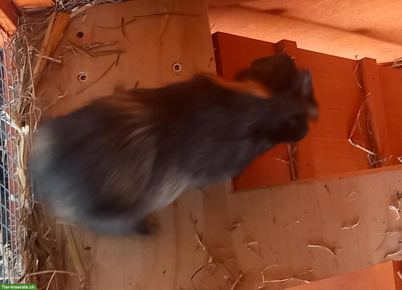 Bild 4: Junge Meerschweinchen Männchen