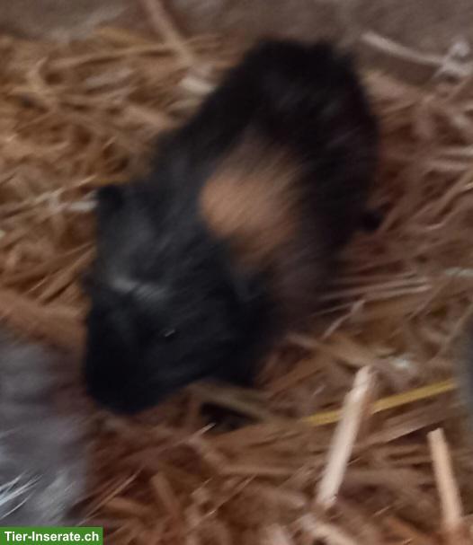 Bild 5: Junge Meerschweinchen Männchen