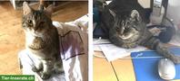 Katzengeschwister Siri & Teemu suchen DRINGEND Zuhause mit Freigang