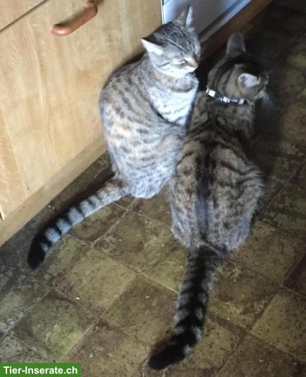 Bild 3: Katzengeschwister Siri & Teemu suchen DRINGEND Zuhause mit Freigang