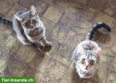 Bild 4: Katzengeschwister Siri & Teemu suchen DRINGEND Zuhause mit Freigang