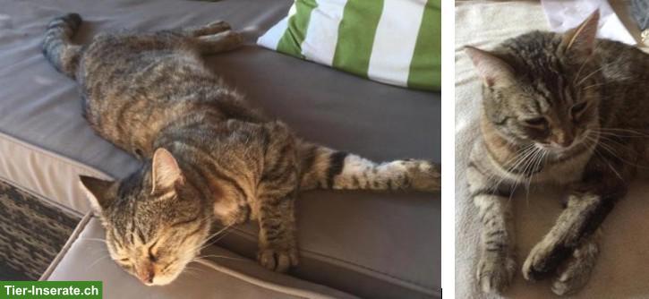 Bild 6: Katzengeschwister Siri & Teemu suchen DRINGEND Zuhause mit Freigang