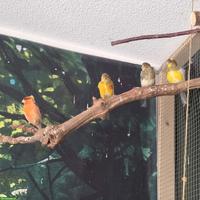 Kanarienvögel suchen schönes Zuhause 🐦 🎶