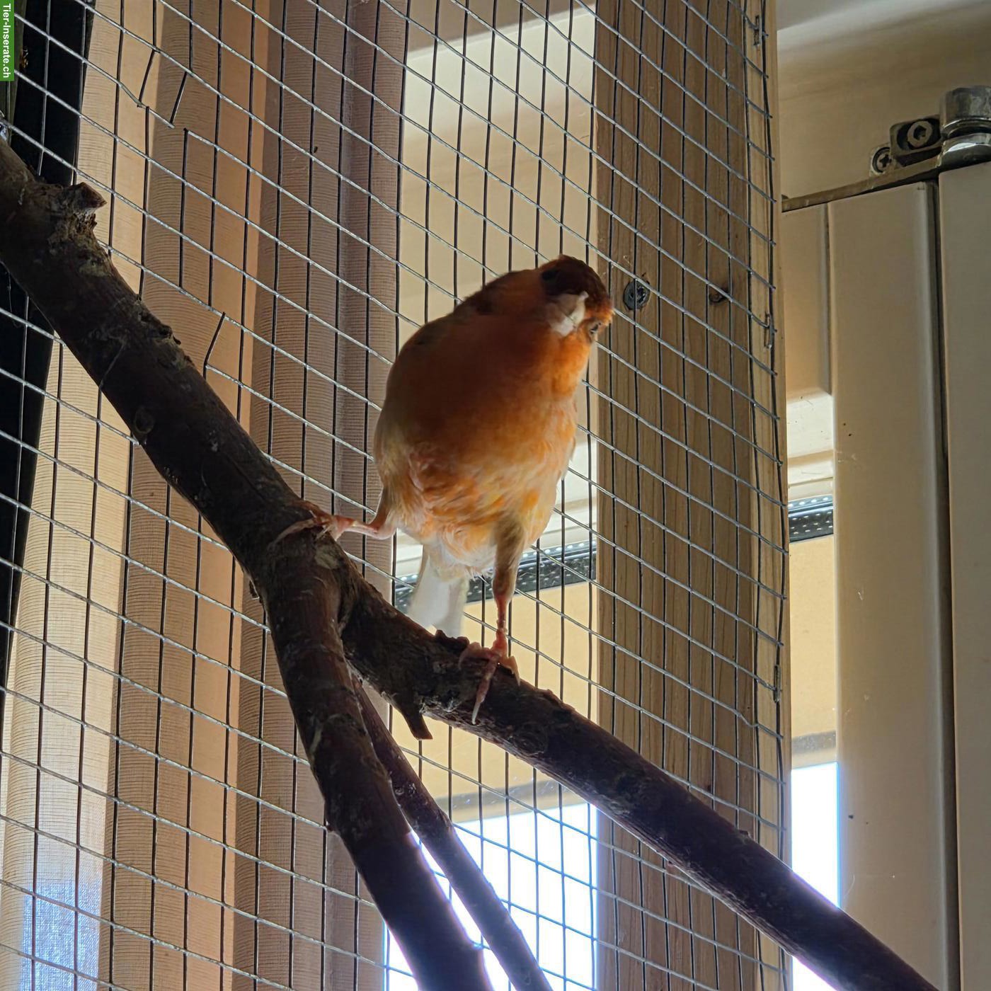 Bild 2: Kanarienvögel suchen schönes Zuhause 🐦 🎶