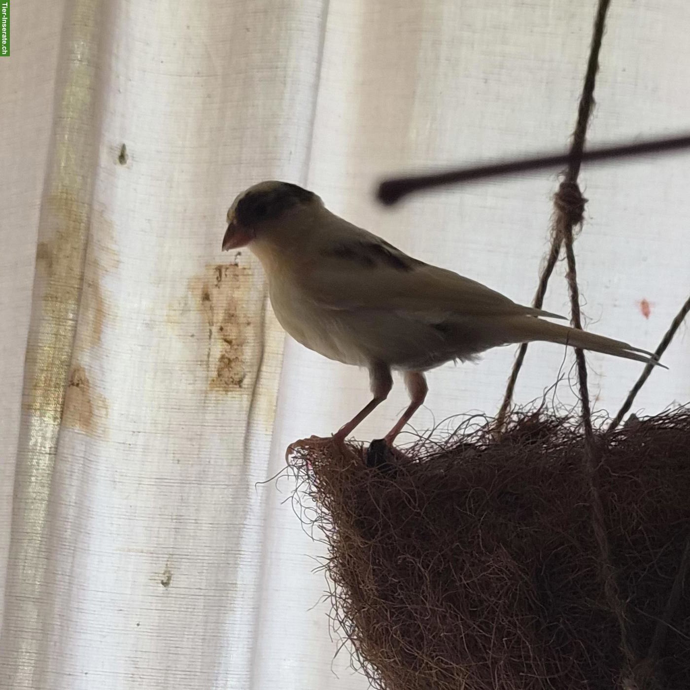 Bild 3: Kanarienvögel suchen schönes Zuhause 🐦 🎶