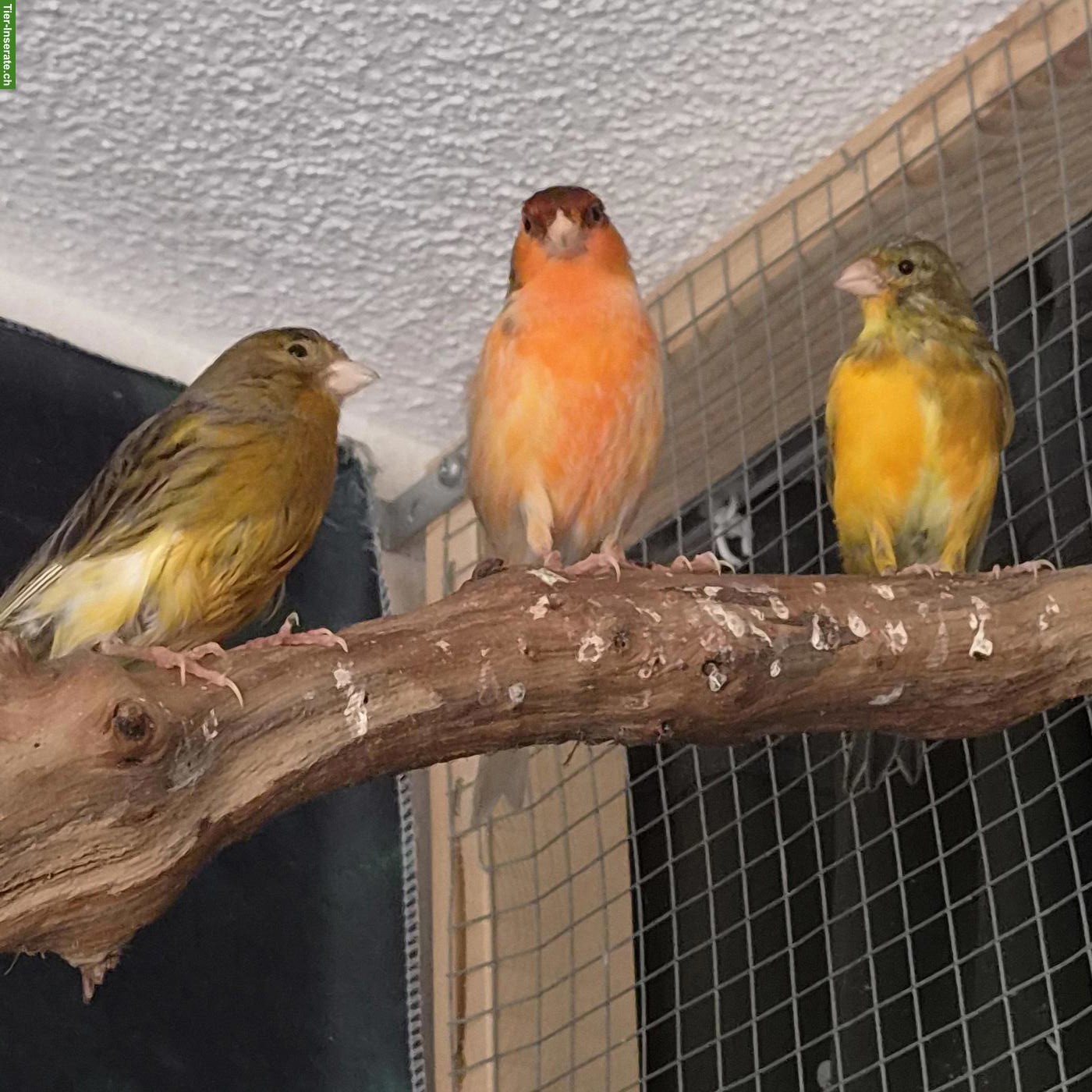 Bild 4: Kanarienvögel suchen schönes Zuhause 🐦 🎶