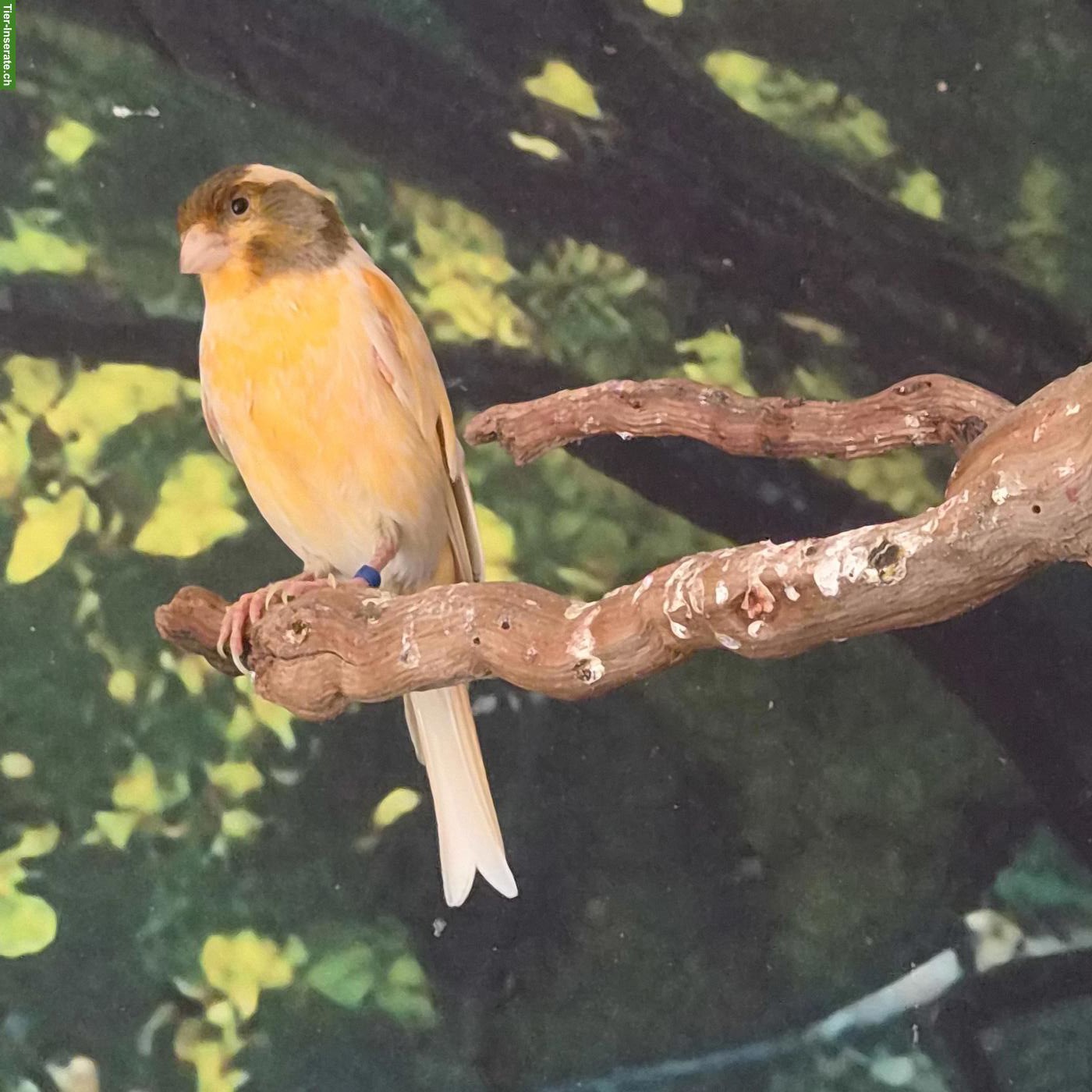 Bild 5: Kanarienvögel suchen schönes Zuhause 🐦 🎶