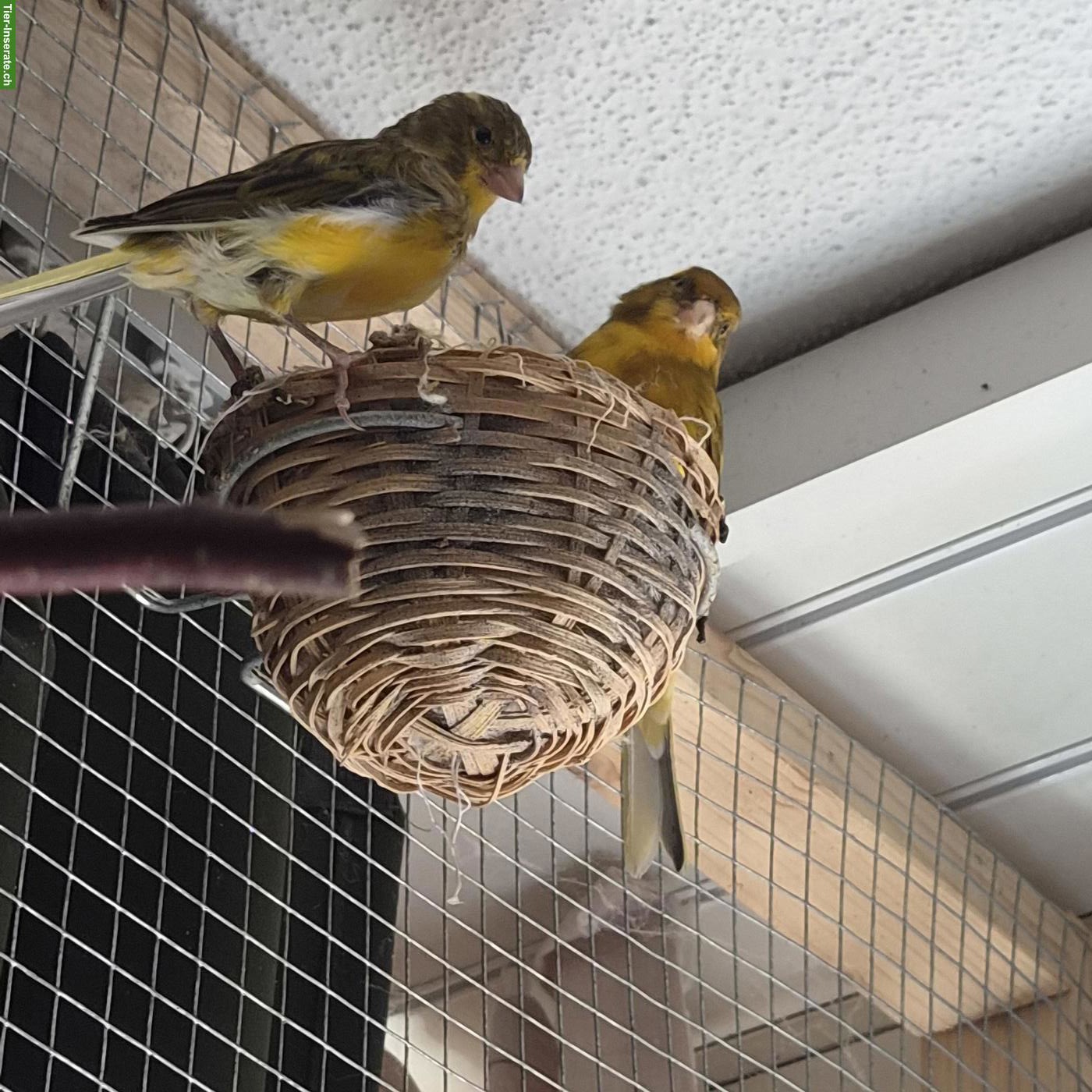 Bild 6: Kanarienvögel suchen schönes Zuhause 🐦 🎶