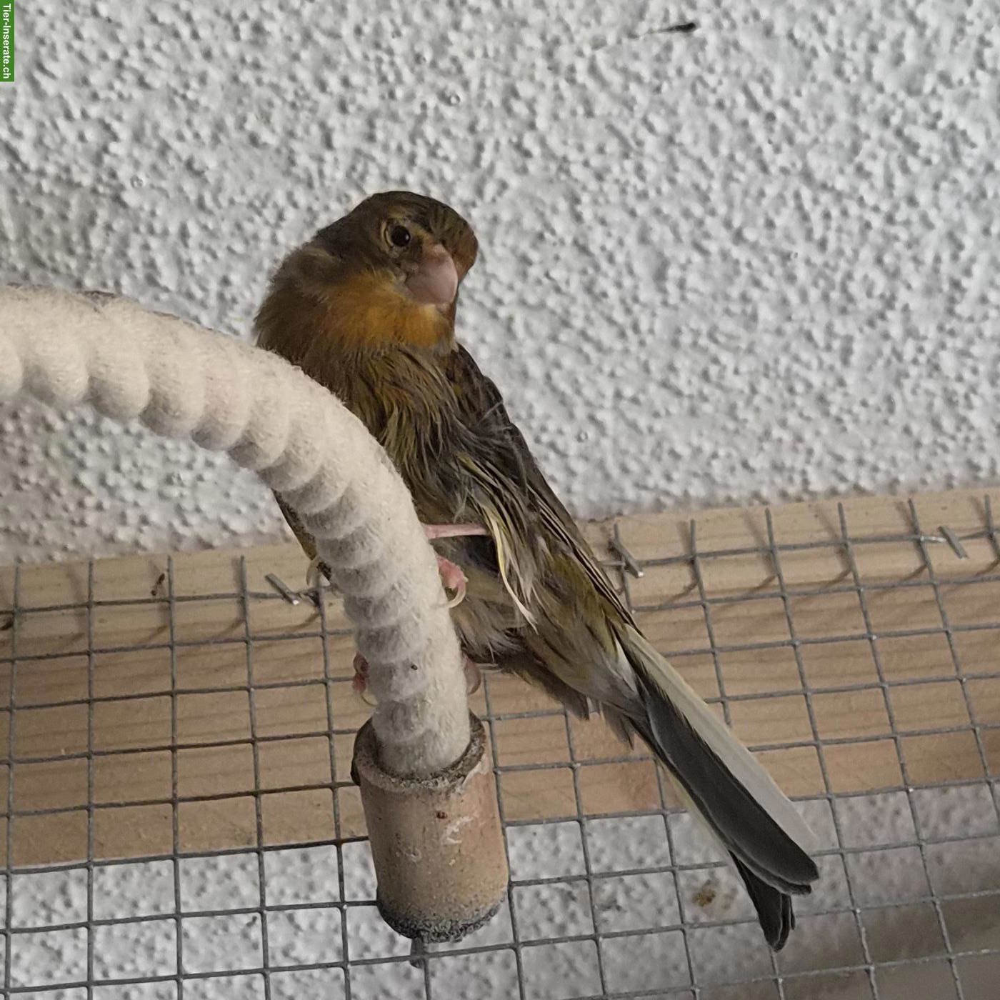 Bild 7: Kanarienvögel suchen schönes Zuhause 🐦 🎶