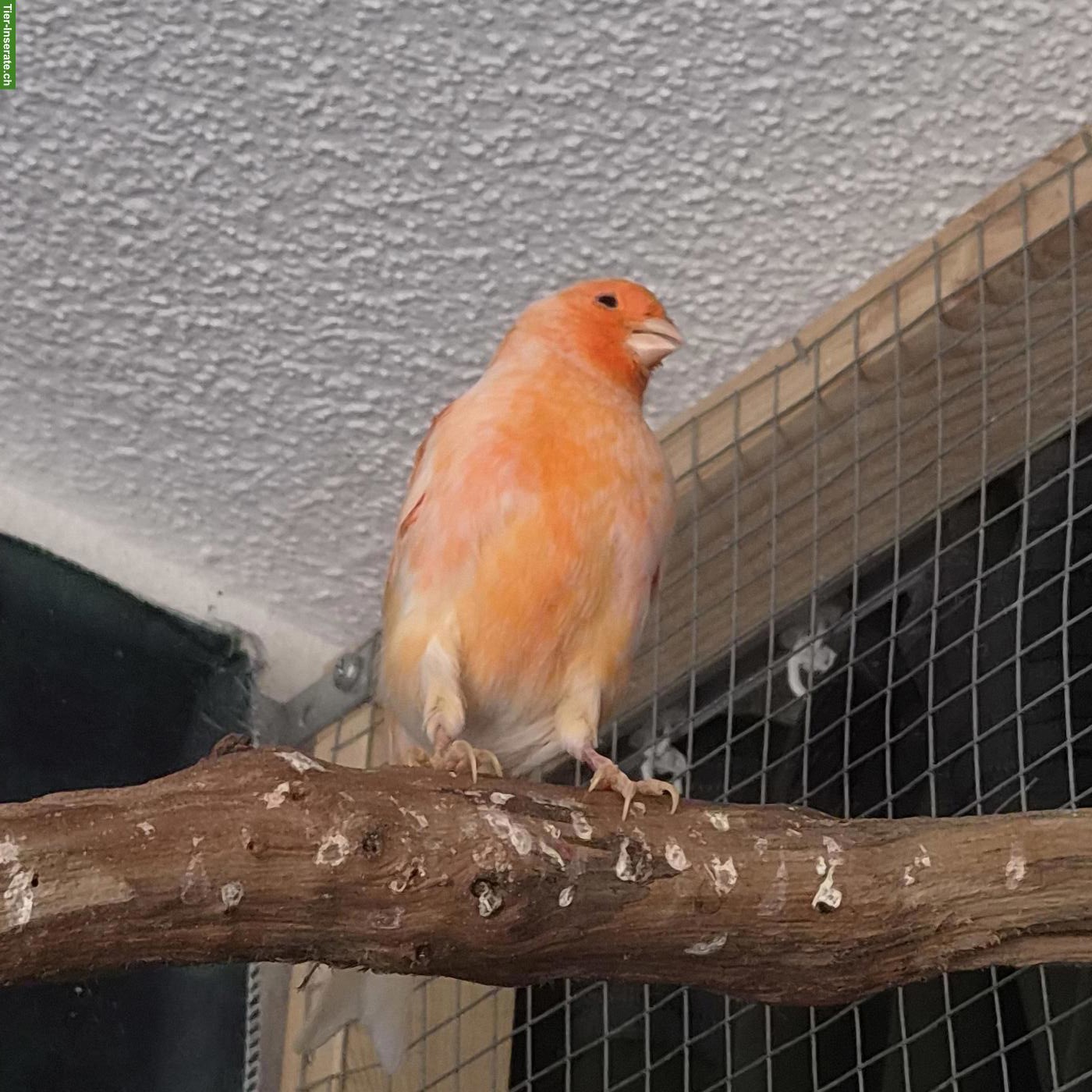 Bild 8: Kanarienvögel suchen schönes Zuhause 🐦 🎶