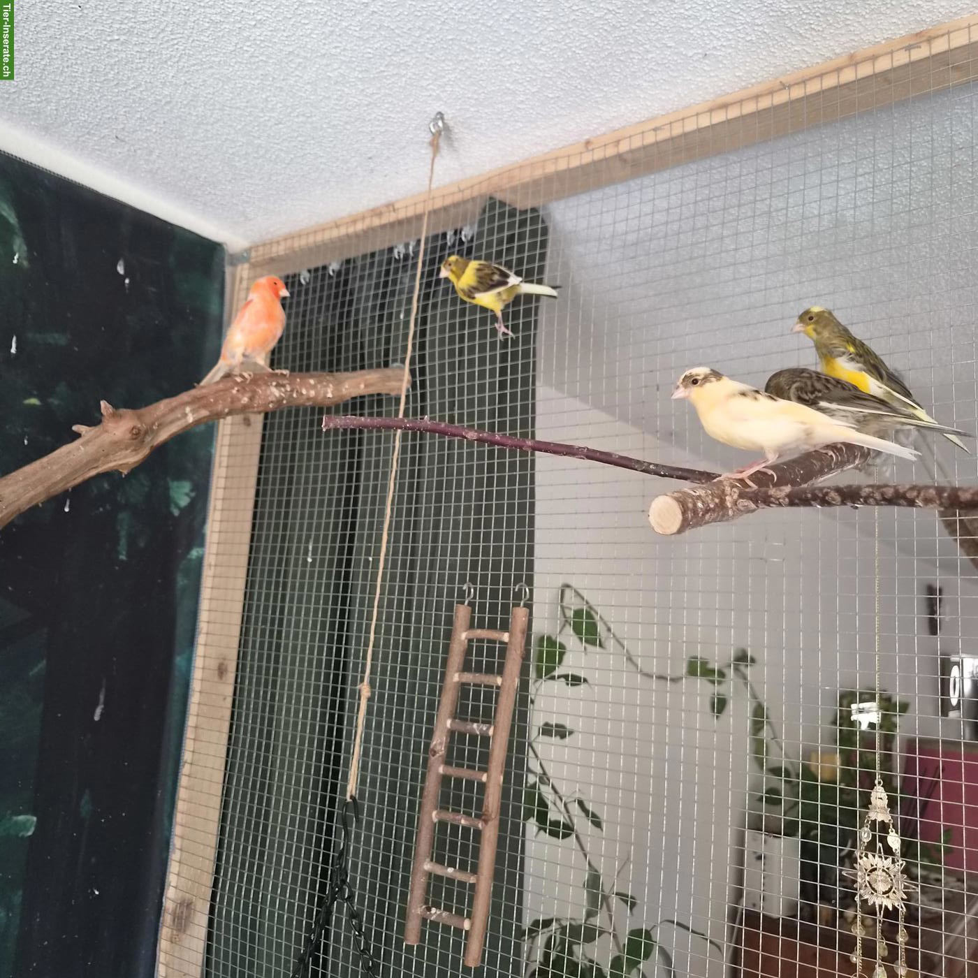 Bild 9: Kanarienvögel suchen schönes Zuhause 🐦 🎶