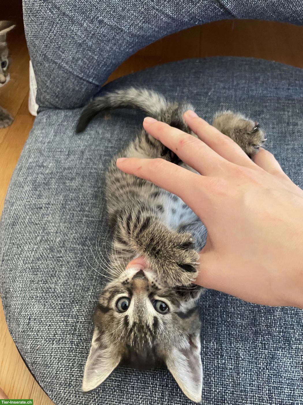 6 süsse Maine Coon x Norwegisch Waldkatzen Mix Kitten