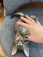 6 süsse Maine Coon x Norwegisch Waldkatzen Mix Kitten